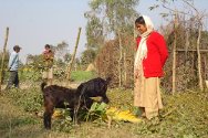 نيبال. منظمات شريكة توفر رؤوساً من الماعز لعائلات المفقودين في إطار المساعدات الاقتصادية الصغيرة.