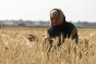 خان يونس. صفية النجار وزوجها فوزي النجار يقومان بحصاد أرضهما الواقعة على مقربة من منطقة الحدود الإسرائيلية في خان يونس في جنوب قطاع غزة.
