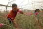 مدينة رفح. هشام شهوان أثناء قطف الزهور المزروعة لأغراض التصدير في مدينة رفح في جنوب قطاع غزة.