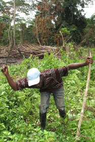 利比里亚，宁巴州，佐戈威镇附近，泽尤•贡多用红十字国际委员会捐助的工具清理湿地准备播种。