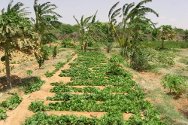 努加尔州，加罗韦，这片莴苣田的灌溉全靠红十字国际委员会提供的水泵。