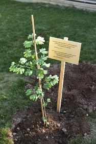 在红十字国际委员会日内瓦总部的庭院中，新栽下的树苗和纪念牌。