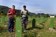 Srebrenica-Potocari memorial. Each stele represents one victim identified.