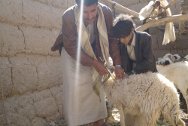 Amran governorate, north of Yemen. The ICRC treating animals against screw-worms in Khaiwan and Hawazat.