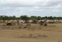 Sako, Middle Juba. An IDP camp out in the open.