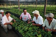 Colombia, aldea de Chuapal. Un delegado del CICR conversa con los pobladores en un vivero de plantones de cacao instalado por el CICR en el marco de un proyecto destinado a desarrollar fuentes de ingresos alternativas.