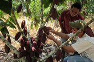 Municipio de San Miguel, departamento de Putumayo. Desde junio de 2011, el CICR lleva adelante un proyecto de cultivo de cacao concertado con la comunidad. Anderson Peña (ingeniero agro ecólogo del CICR) explica a un campesino el manejo del cultivo.