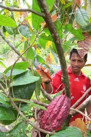 Los campesinos han sembrado más de 500 hectáreas de cacao en la zona rural de San Miguel, Putumayo. Con el fortalecimiento de la producción del cultivo, se espera que 320 familias mejoren sus ingresos y su alimentación.