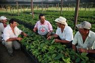 Colombia: una zona afectada por el conflicto, la producción de cacao puede ayudar a los residentes a aumentar sus ingresos.