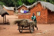 Un hombre de Zémio empuja un carro proporcionado por el CICR como parte de su proyecto comunitario para impulsar la economía en el sudeste de la República Centroafricana.