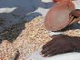 Zimbabue, granja de la cárcel de Anju. Los reclusos separan las partículas extrañas de las alubias antes de colocarlas en bolsas.