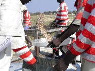 Zimbabwe, ferme pénitentiaire d’Anju. Les détenus nettoient les graines de haricots des particules étrangères avant de les emballer dans des sacs de 50 kg.