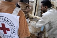 En 2011, en collaboration avec le ministère de l'Agriculture, le CICR a soutenu un programme de vaccination de 25 0000 animaux. Ce bétail appartient à plus de 5 500 éleveurs de la vallée du Jourdain et des environs éprouvés par les restrictions d'accès à leurs terres. 