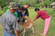 Guihulngan, Negros est. Le CICR ​​a formé des résidents de Guihulngan pour qu'ils soient capables de fournir des soins vétérinaires aux animaux d'élevage donnés par le CICR , afin d'accroître la productivité et les revenus agricoles.