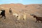 Un berger palestinien de la région d’Al Mu'arajat, dans la vallée du Jourdain. La situation des Bédouins est de plus en plus difficile ; leurs tentes et les abris pour leurs troupeaux sont régulièrement démolis. Les bergers trouvent de moins en moins de terres sur lesquelles ils peuvent s'installer pour faire paître leurs troupeaux. 