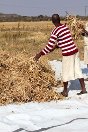 Zimbabwe, ferme pénitentiaire d'Anju. Un détenu dispose sur une bâche des tas de haricots qui seront battus et écossés. Ce travail fait partie de la récolte. 