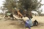 Férério, Burkina Faso. Une famille réfugiée malienne nouvellement arrivée choisit un endroit pour poser ses affaires et construire un abri. 