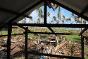 Sa maison ayant été détruite par le typhon, une famille de la municipalité de Cateel en reconstruit une autre. Pendant les travaux, elle utilise une bâche donnée par le CICR pour s'abriter de la pluie et du soleil.