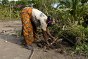 Congo, Mombenzele. Uma mulher planta no seu quintal a muda de mandioca entregue pelo CICV.