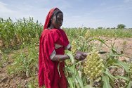  Sudão: Sadoon, Sudão. Uma mulher deslocada cuida de suas plantações. O CICV fornece ferramentas agrícolas e sementes para ajudar as pessoas que retornam do deslocamento a reconstruírem suas vidas.