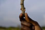 Конго, Браззавиль. Один из организаторов проекта МККК по выращиванию маниока показывает черенок маниока, устойчивый к пестрой гнили. Такие черенки будут раздаваться населению департамента Ликуала. 