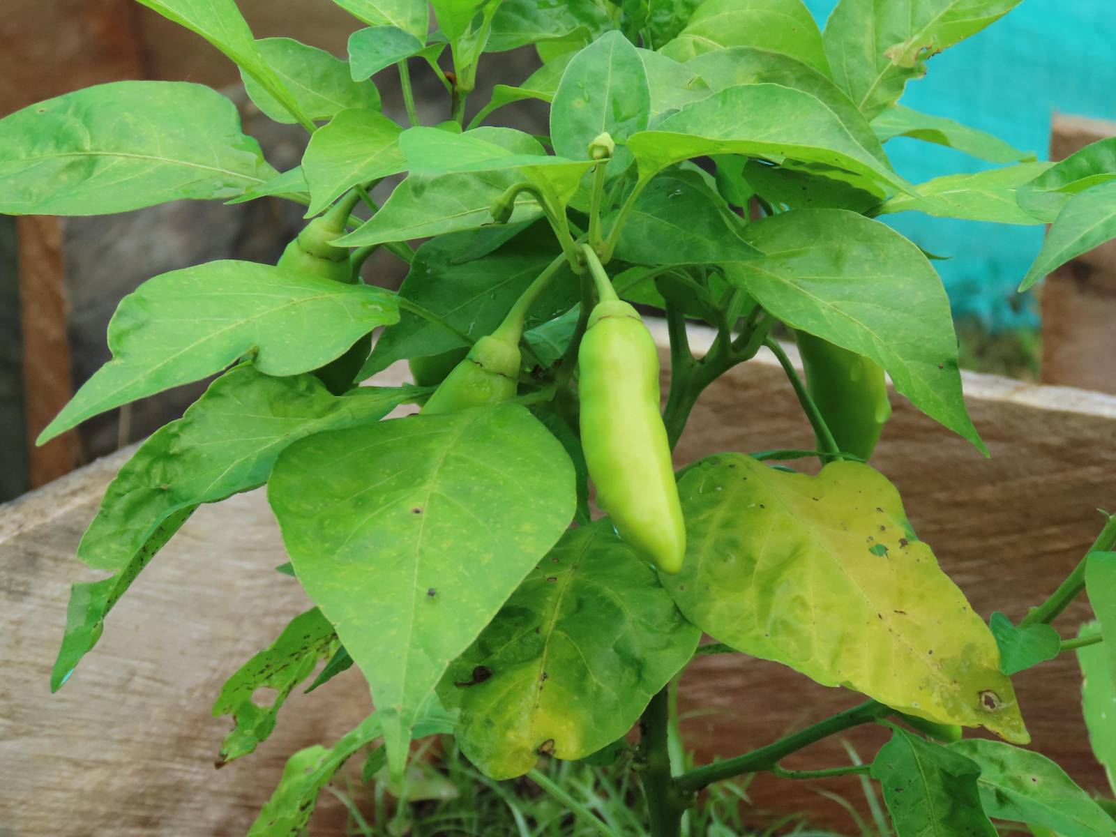 Una planta como algunos frutos todavía sin madurar.