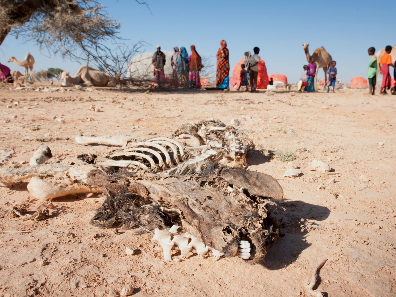 Animals continue to die in the first wave of Somalia's severe drought | ICRC
