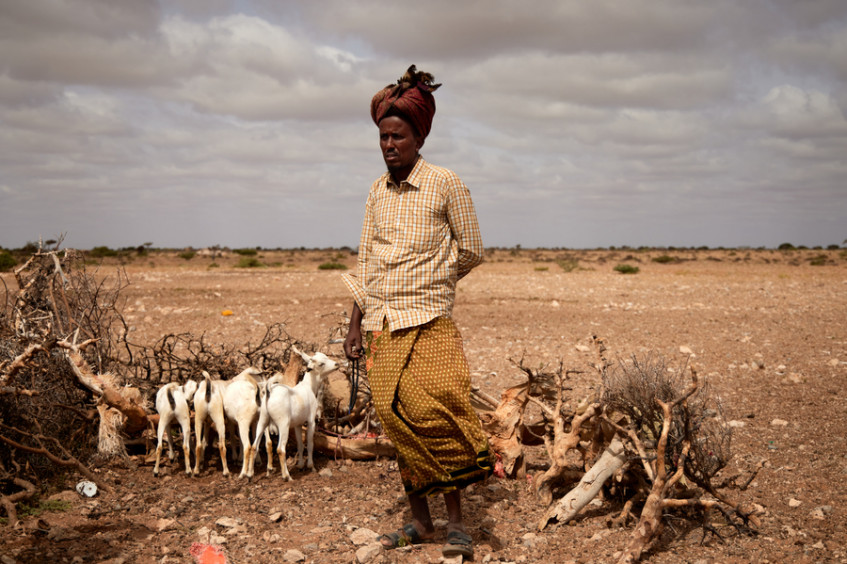 Somalie : « Si vos bêtes meurent, vous mourez avec elles. »
