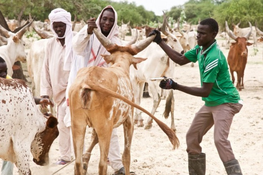Chad: vacunar al ganado para proteger los medios de subsistencia