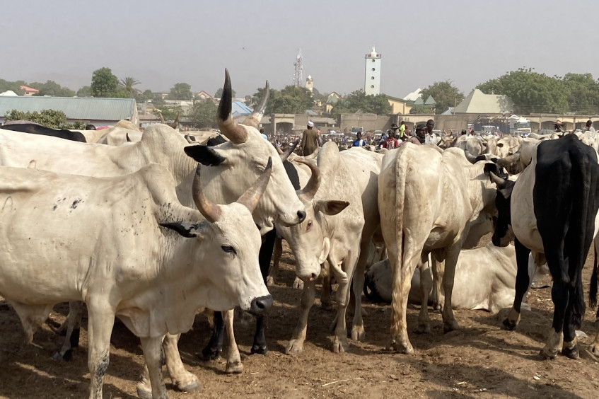 Nigeria: Vaccinating livestock to save livelihoods 