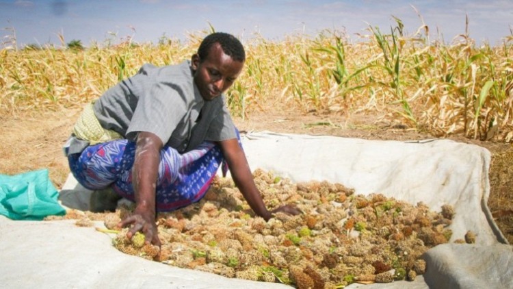Somália: em busca da autonomia com cooperativas agrícolas