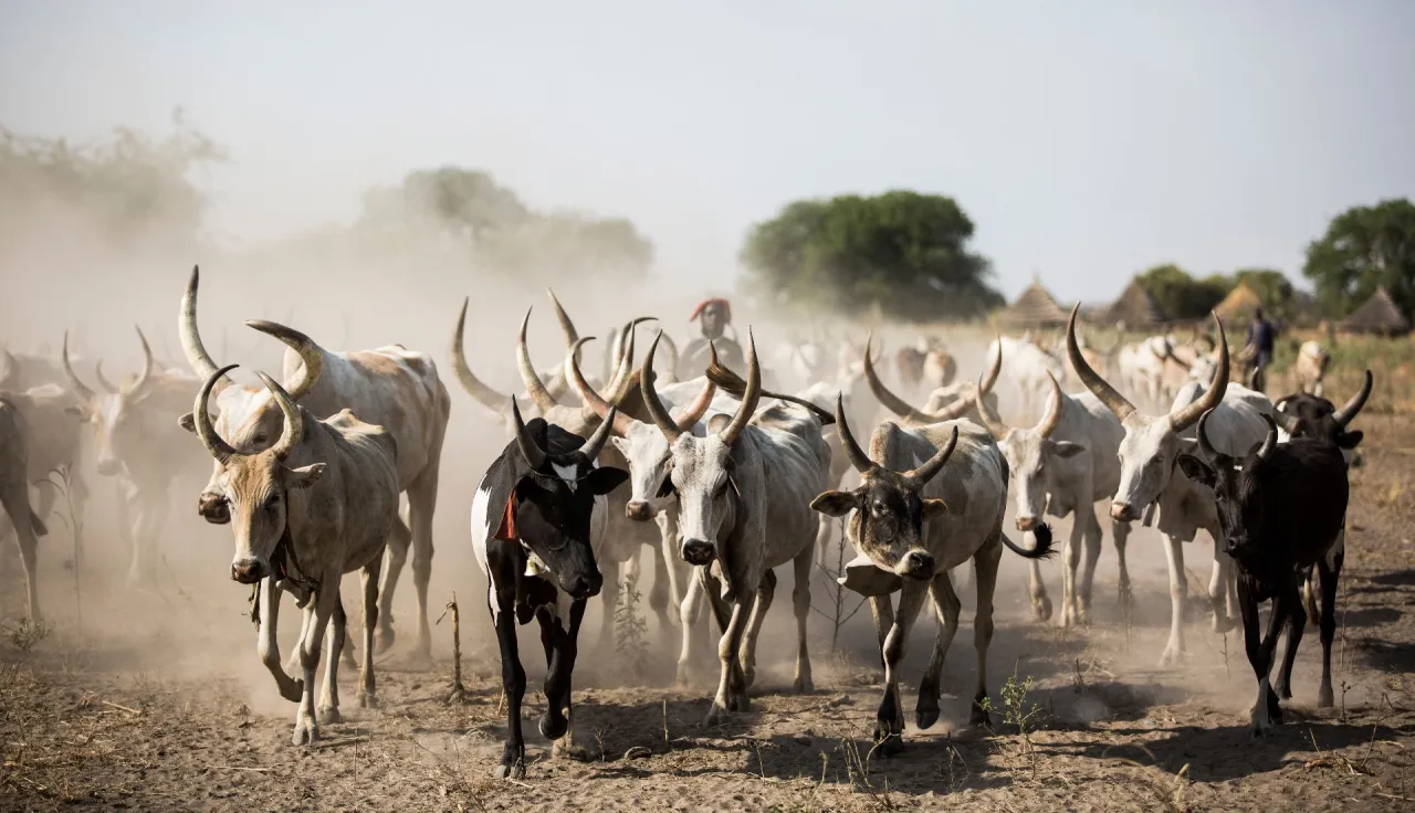 Rumbek. Cattle represent often the most valuable and stable asset families can own in some areas of South Sudan.
