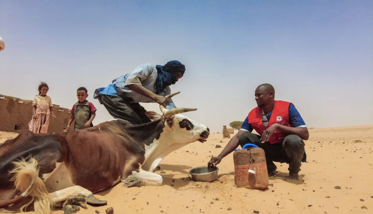 Mali, 2024. The ICRC  distributed livestock feed and wheat bran to herding households in the Taoudeni region massively affected by armed conflict and climate change.
