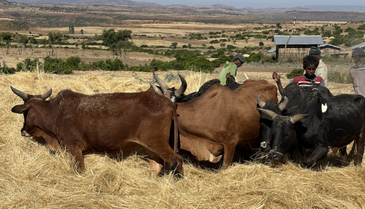farmers harvesting teff with the help of their cattle.