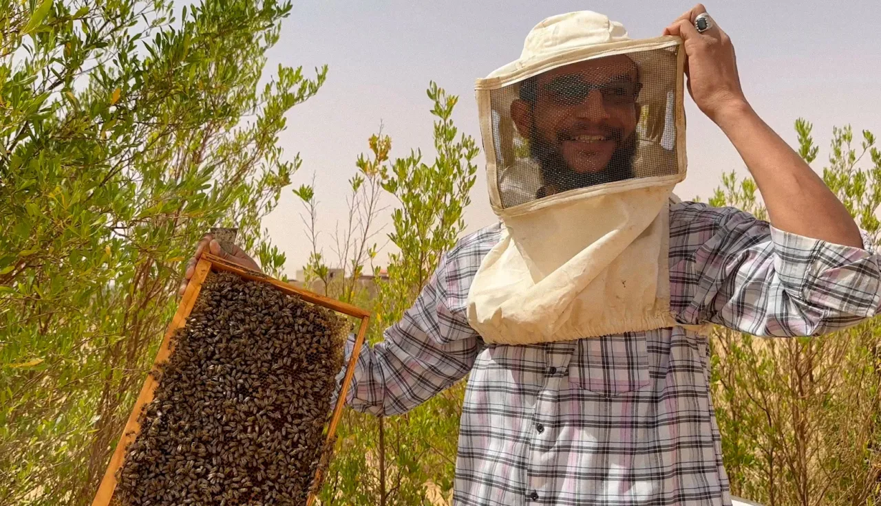 Libya Bee Keeping