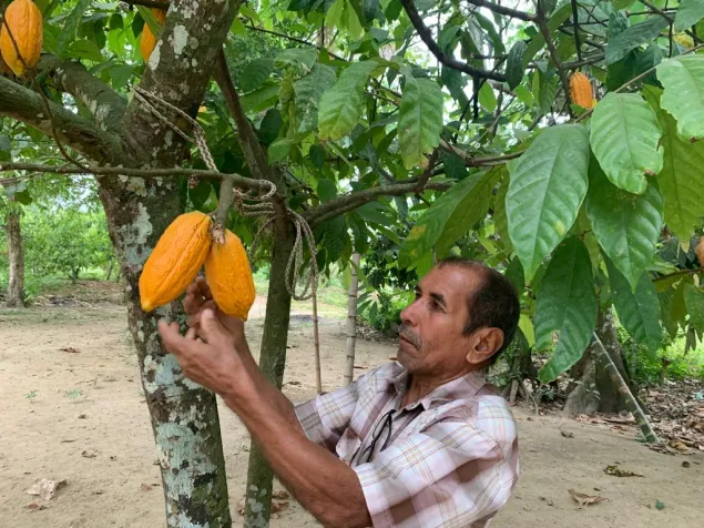 Un productor muestra un cacao de su plantación.