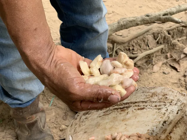 La mano de un hombre recogiendo semillas de cacao de la tierra.