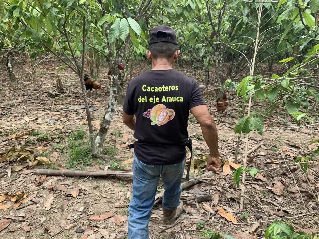 Un productor de cacao en Venezuela camina entre las plantaciones.