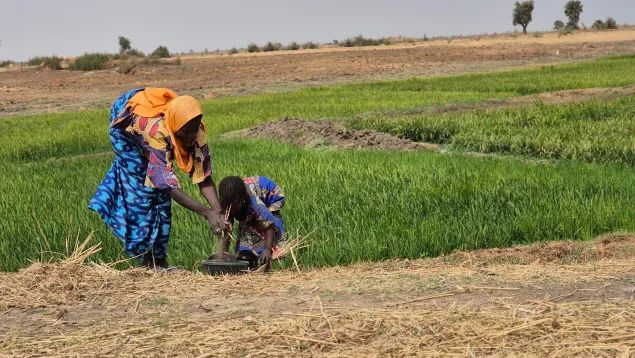 Woman and child glean rice at a threshing floor