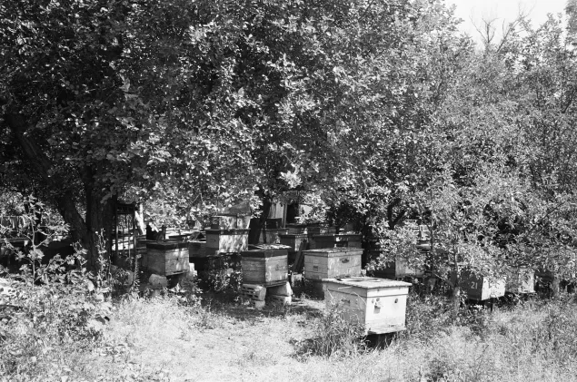 Valentyna's daughter keeps bees to sell honey.