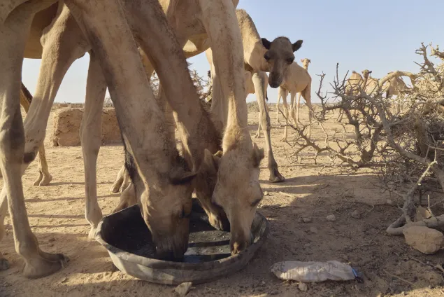 When shrubs turn brittle and grazing disappears, herders are forced to find other ways to keep their animals alive. 