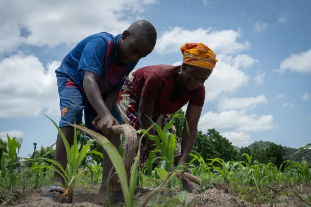 Saminu Samiyu's family farms on their land in Duhu, Nigeria. They have been growing maize for seven years to feed their family after they were restricted from accessing farmlands outside the town due to the ongoing conflict in Northeast Nigeria.