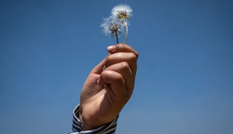 A hand holding flower