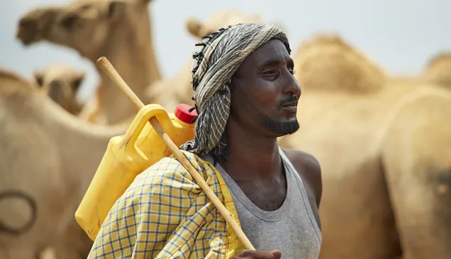 A farmer herding his cattle in Xaaro village
