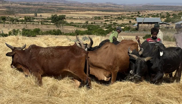 farmers harvesting teff with the help of their cattle.
