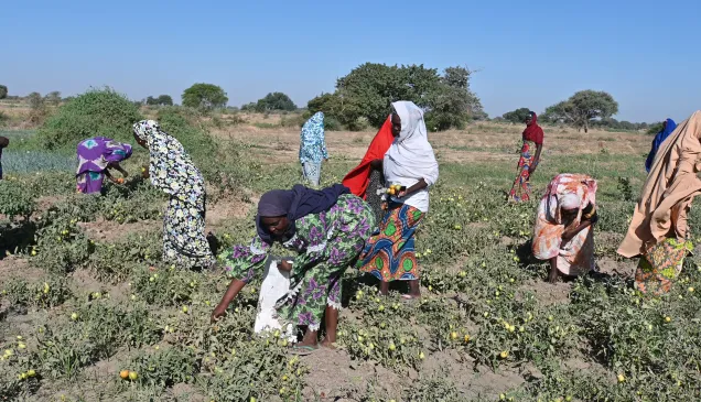 Photo des femmes dynamiques de Makary en pleine récolte. Franck Djigui/CICR