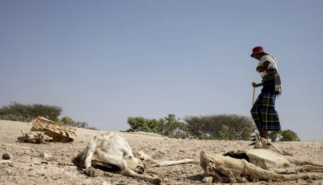 Somalia, Galmudug region, El Gule internally displaced people camp. Millions of people in Somalia continue to face the severe consequences of the drought. 