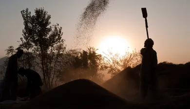 Agricultores trabalham na colheita de arroz no Paquistão.