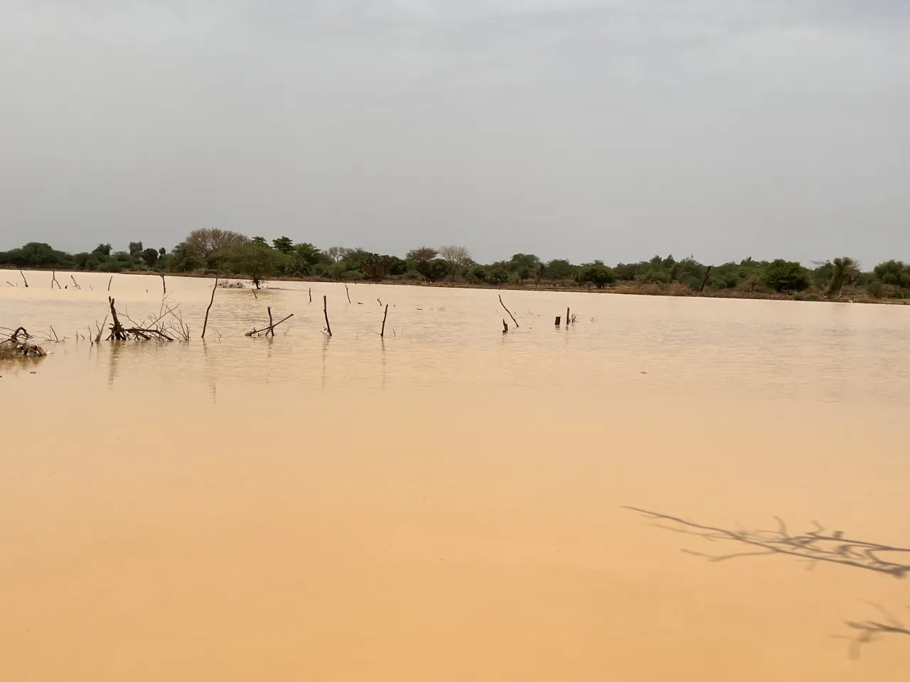 Fin juillet, la mare est remplie à ras bord. Quelques pluies supplémentaires suffiront à inonder les maisons et les jardins situés à proximité. Fin juillet, la mare est remplie à ras bord. Quelques pluies supplémentaires suffiront à inonder les maisons et les jardins situés à proximité.