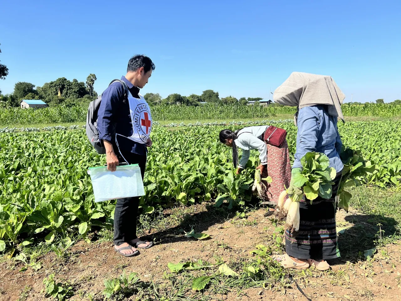 An ICRC staff looks on as two women work in a field in Myanmar. 